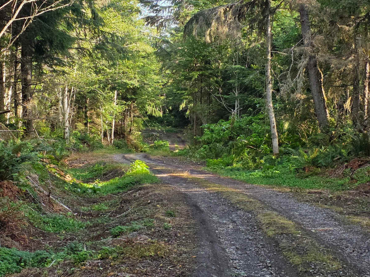 Trapper Creek - FS 2852 trail photo