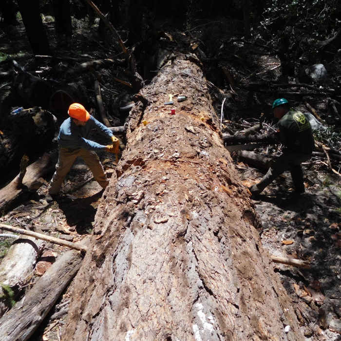 Near Mt. Wilson - West Fork Loop