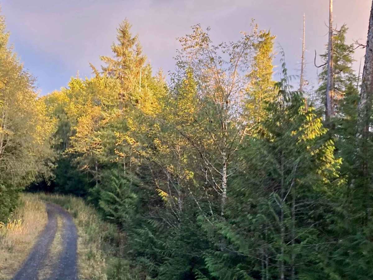 Lake Bay Road - FS 3030500 photo 3