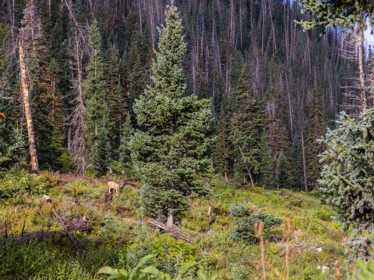 Mount Baldy Road photo 5