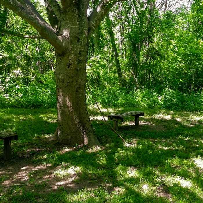 Near Rowlett Nature Trail