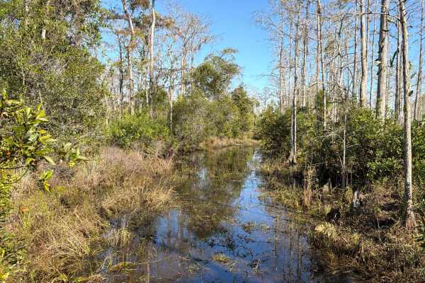 Road 12 Loop - Three Lakes WMA