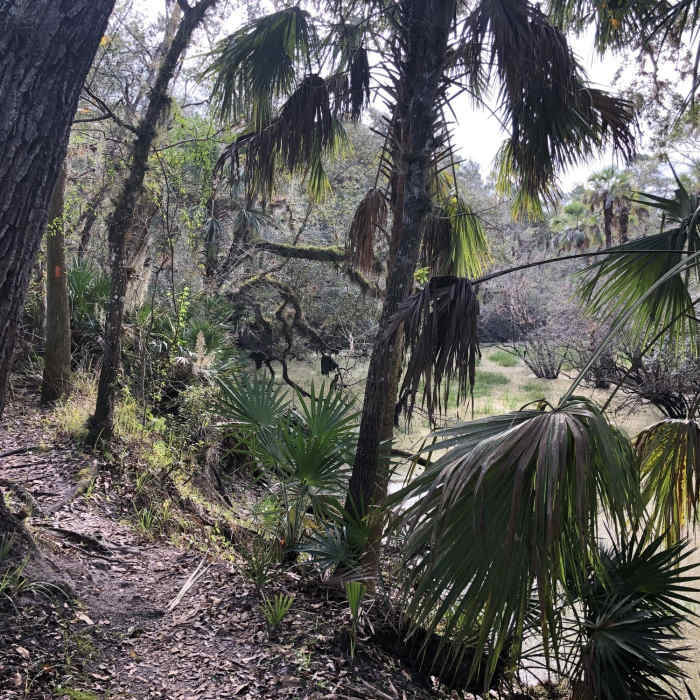 Near Kolokee Loop Trail