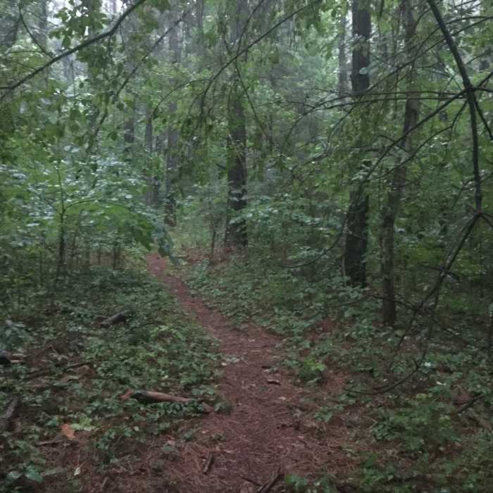 Near Devils Racetrack