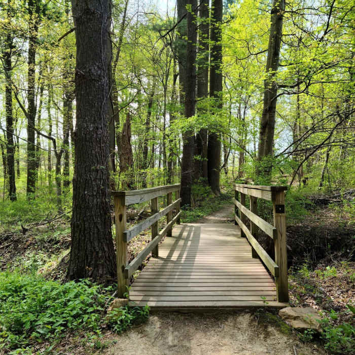 Near Chestnut Hill Trail