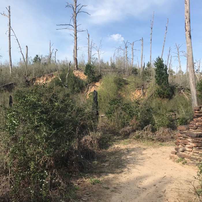 The baby forest rising our of the ashes of the old wildfire damaged pines. Near Bastrop State Park: Scenic Overlook Trail & Lost Pines Loop