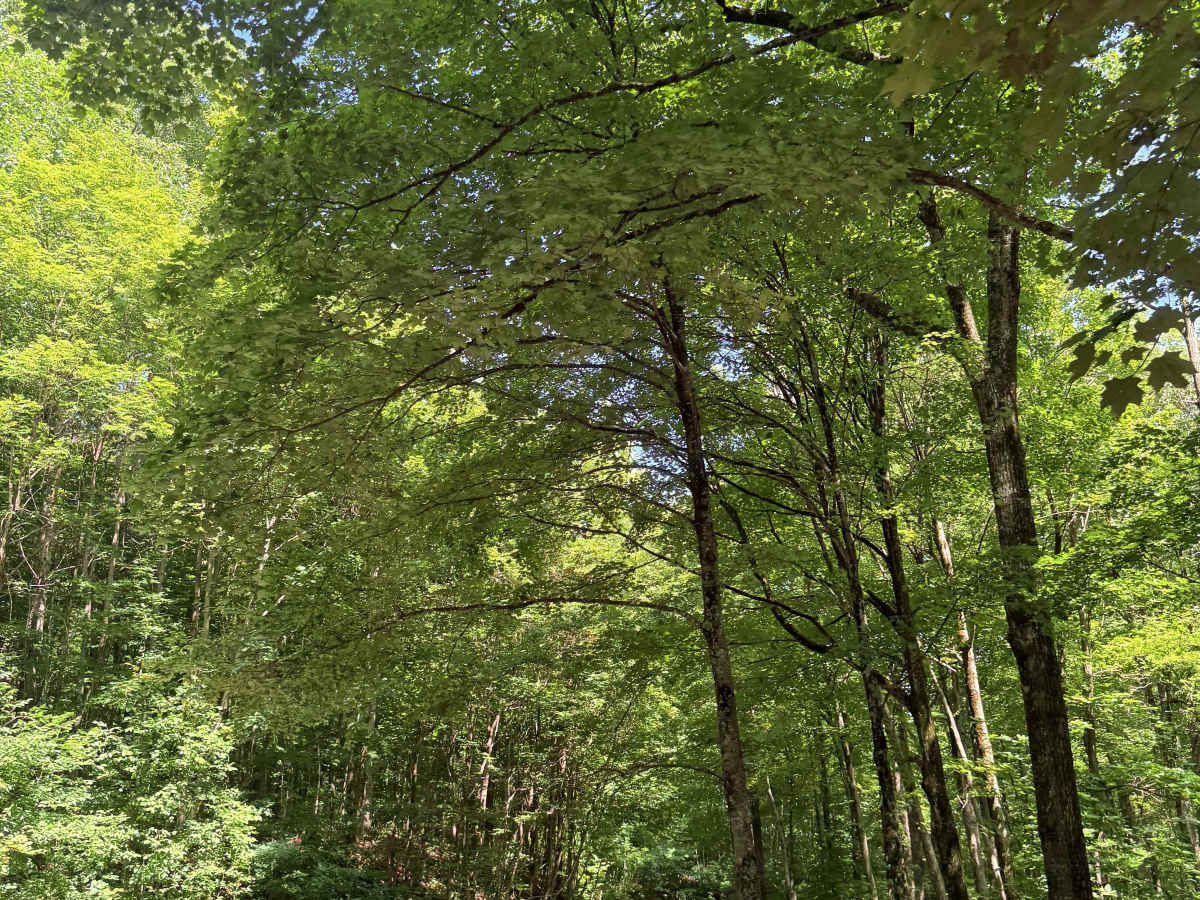 Mountain Fork Road photo 2