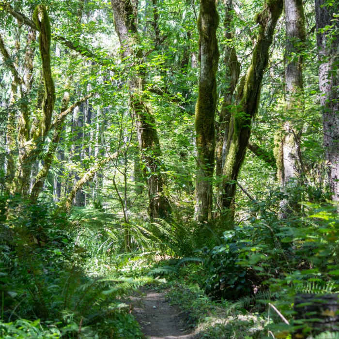 Near Eagles Rest Trail