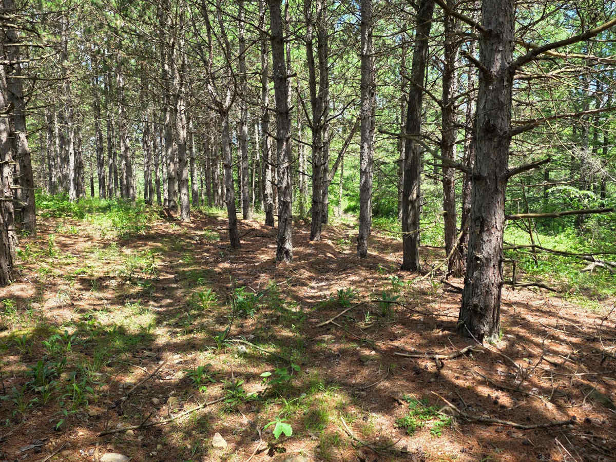Single Track DD photo 4