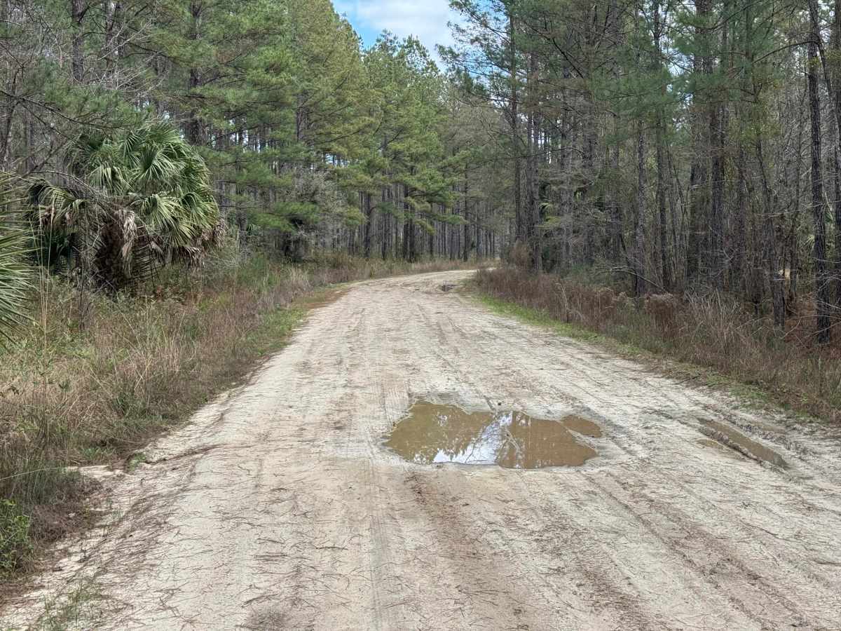 Gibson Island Road photo 3