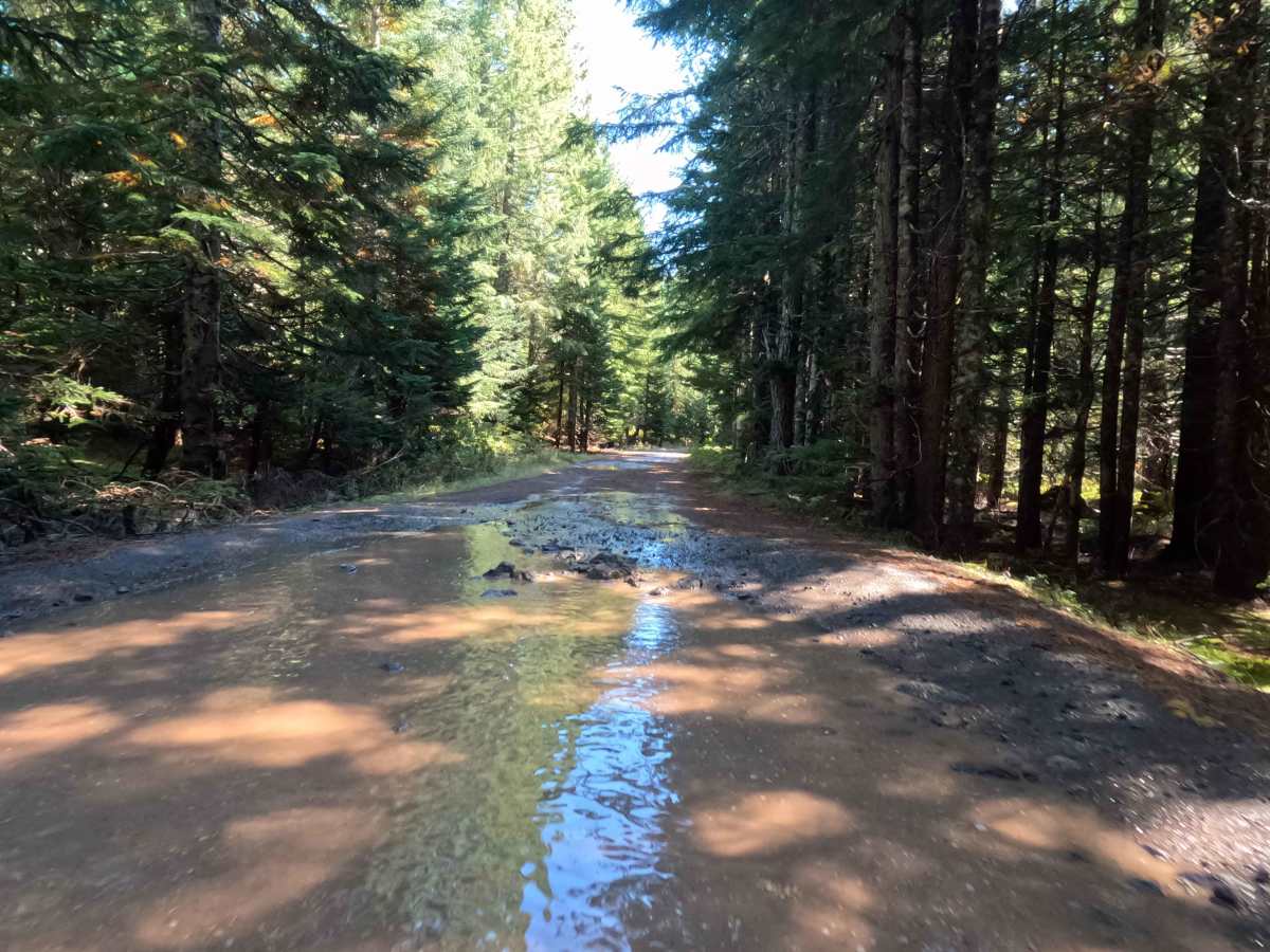 West Pine - FS 8300380 photo 2