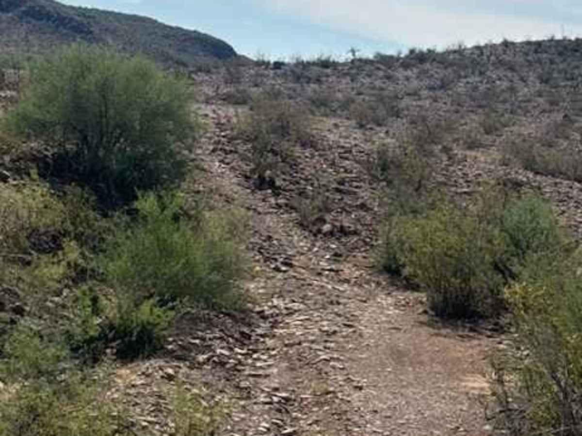 BLM PE1031 photo 5