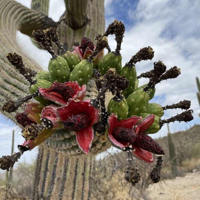 Near Cochie Springs Trail