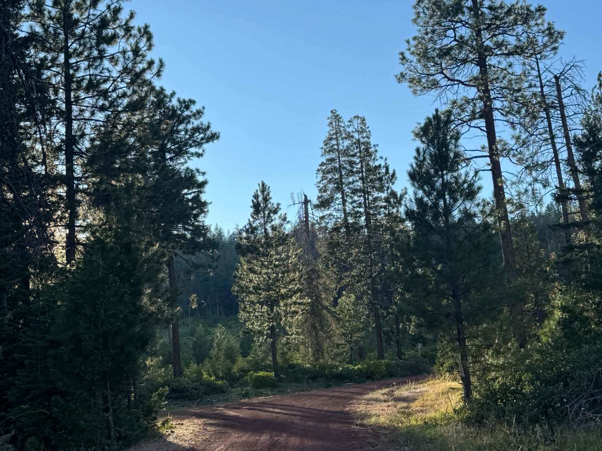 Bear Valley Trail - FS 1235 trail photo