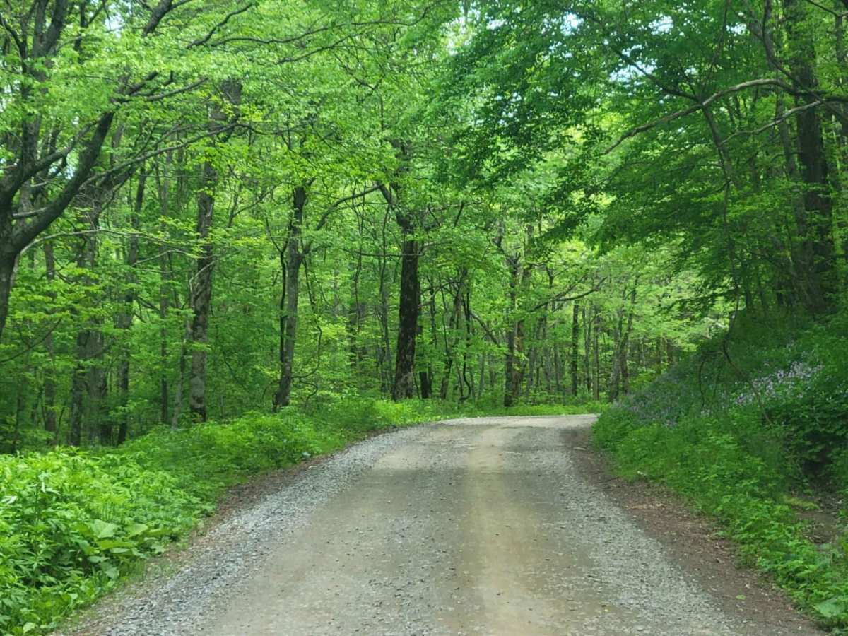 Old CCC Camp Road photo 6