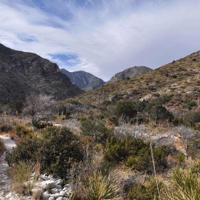 Near McKittrick Canyon Trail