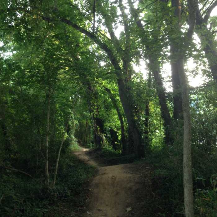 Low Hollow Trail Near Low Hollow Trail