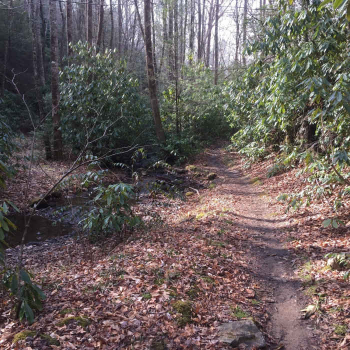 The singletrack Bad Fork Trail offers a pleasant respite from the area's doubletrack. Near Bad Fork Trail #323