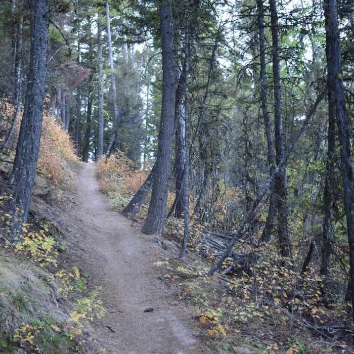 Near Ravine Creek Trail