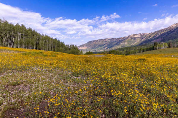 Mount Baldy Road
