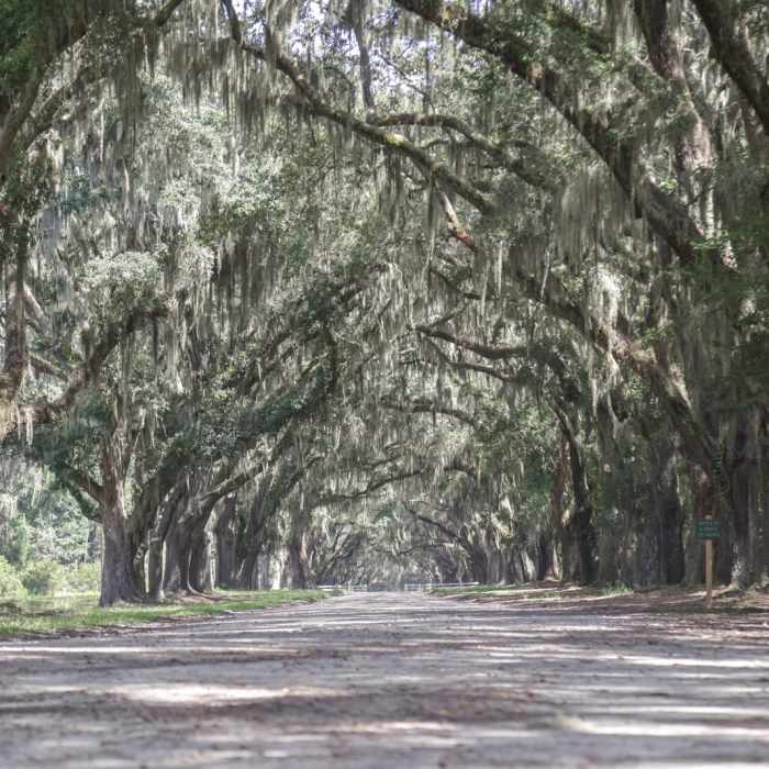 Near Pine Trail Loop / Tabby Ruins Site
