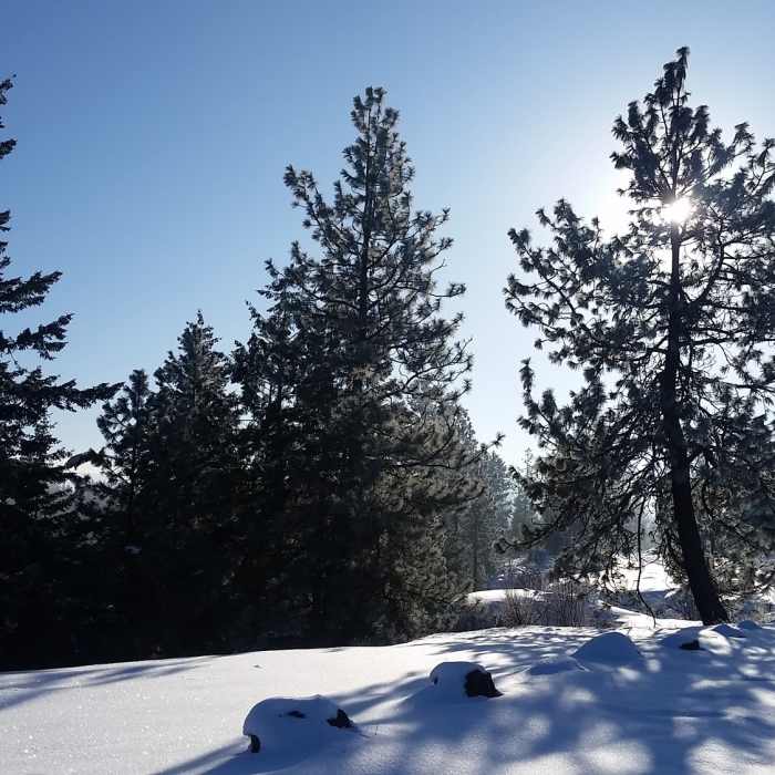 Near Trail 102 - South Trail Green Loop