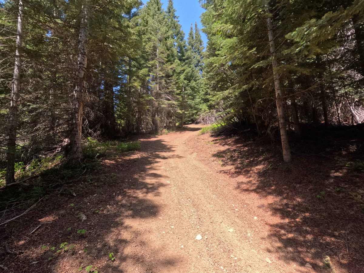 Old Mill - Trail 207 photo 4