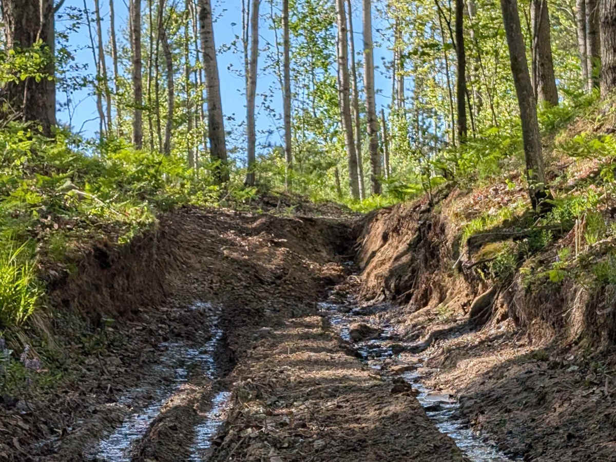 Riverview Cut trail photo