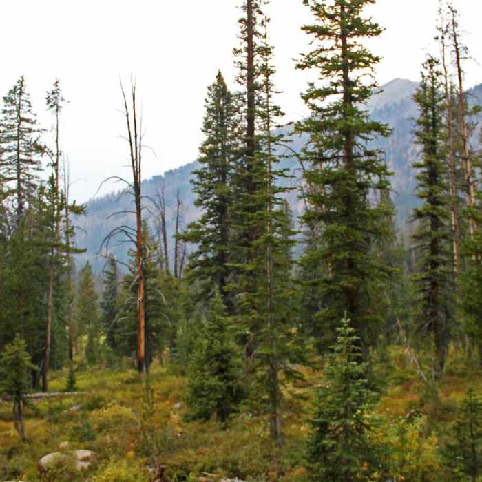 Near Washington Lake