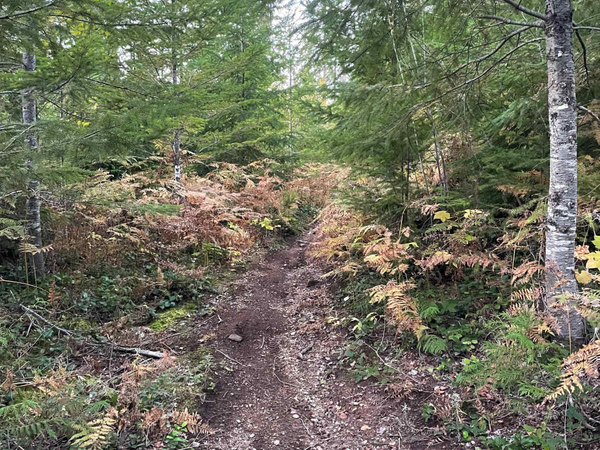 Downhill to Fun in the Sun Connector trail photo