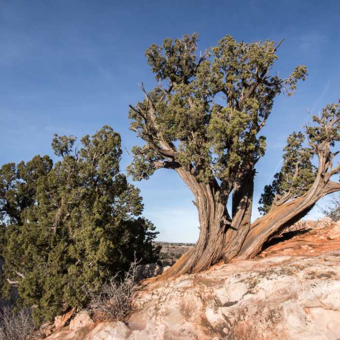 Near Ridge Trail
