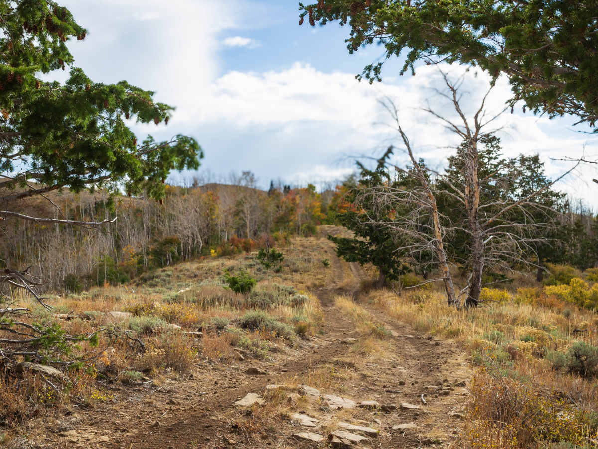 Twelve Hundred Dollar Road - FS 10200 photo 4