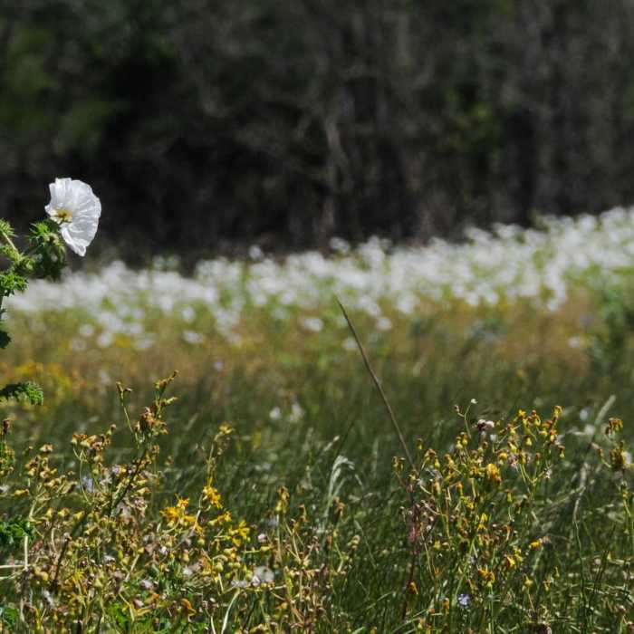Plentiful flowers in springtime Near Lake Somerville Flag Pond and Trailway Loop