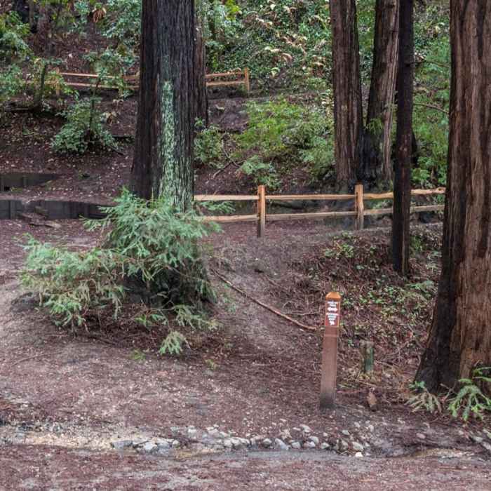 Near Redwood Lower Loop Hike