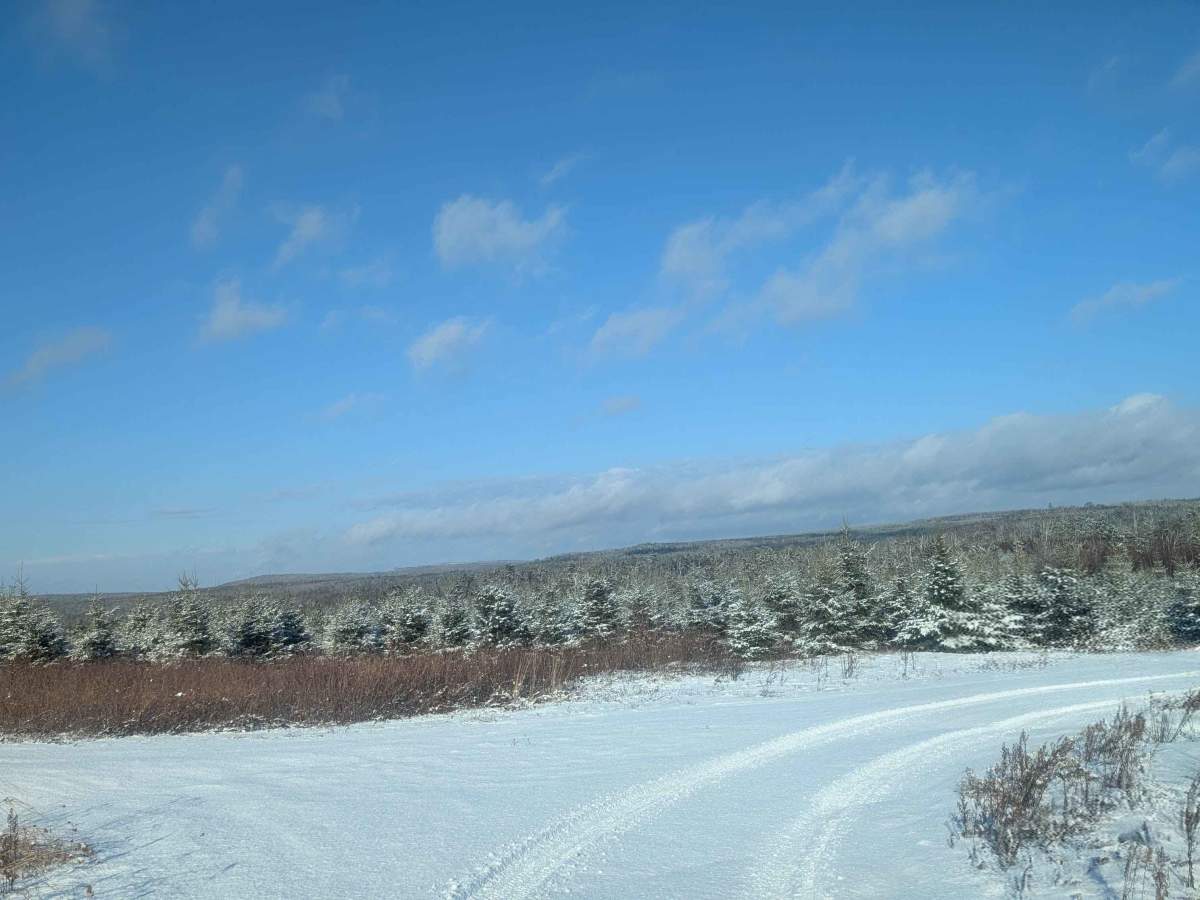 Stoneridge Hydro Logging Road trail photo