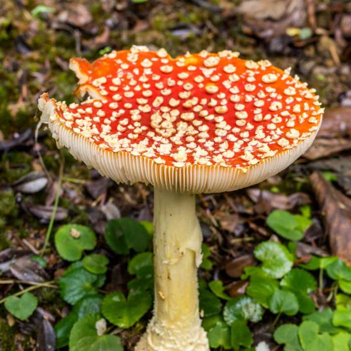 Near South Slough Loop Hike