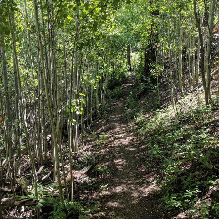Near Mint Springs Trail #20