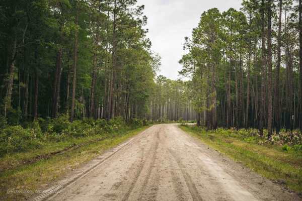 Osceola National Forest FR 235/17 Mile Camp Rd