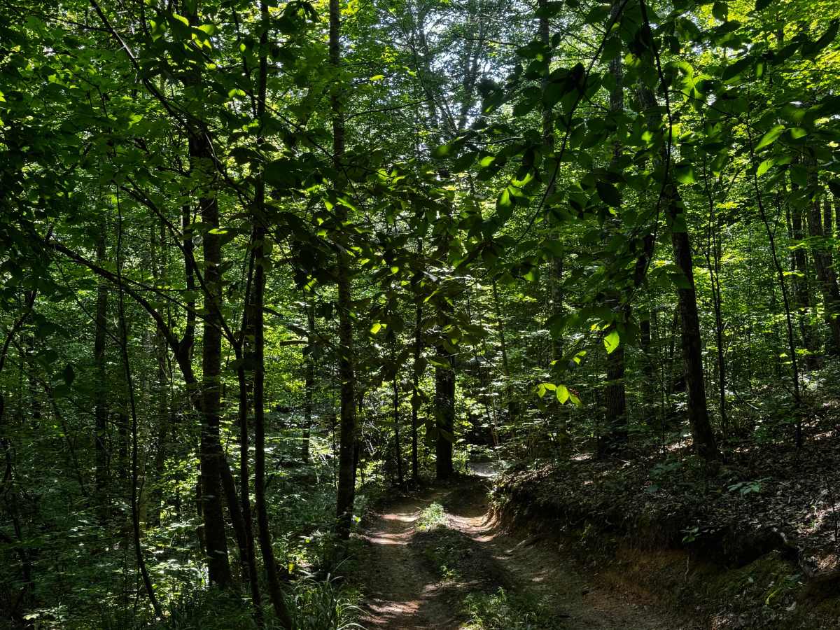 Trail 11B photo 4