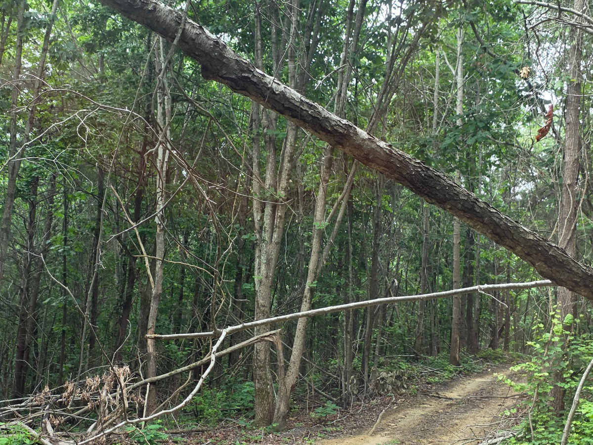 Parallel Pines photo 4