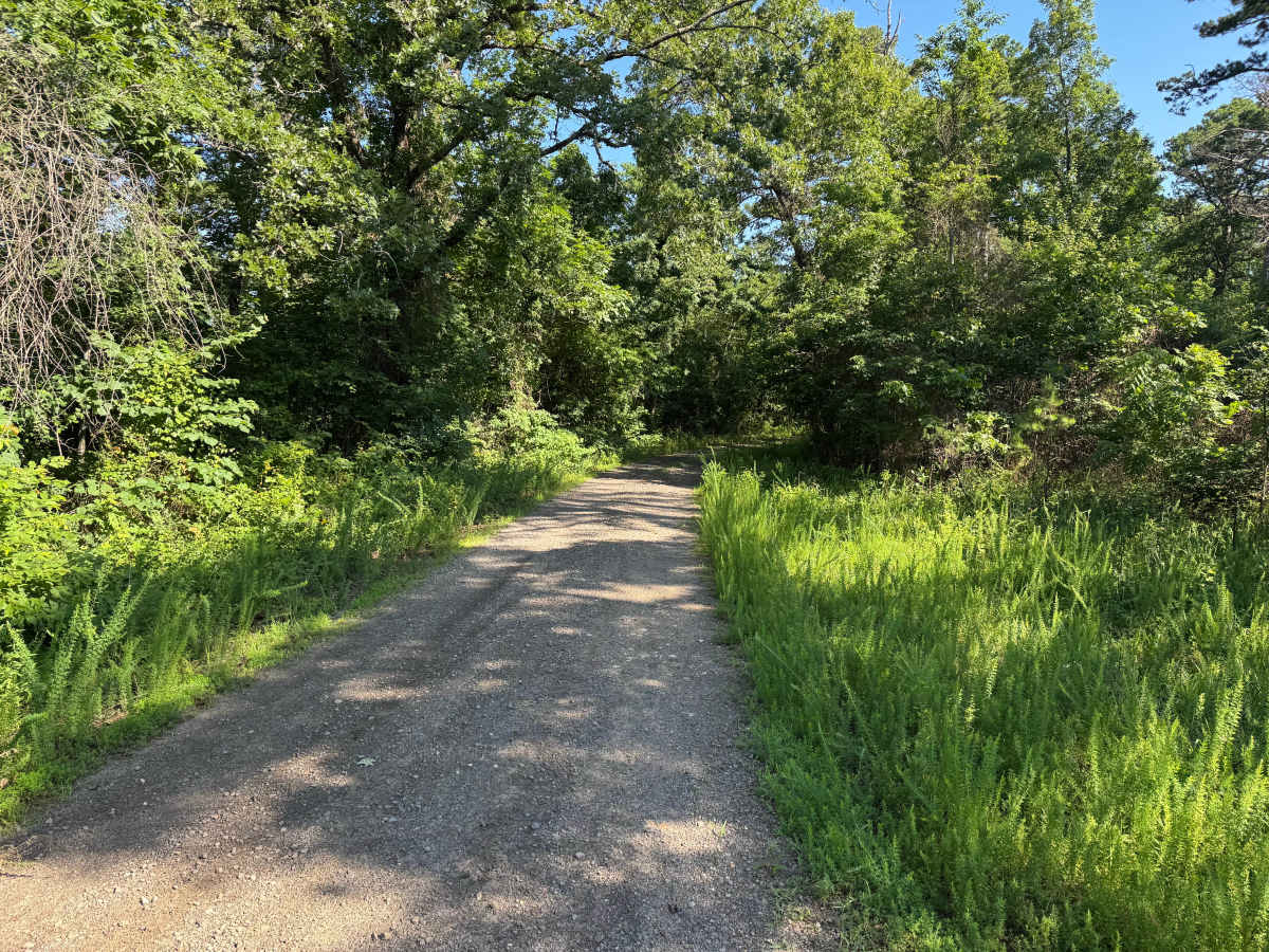 Gobbler's Knob trail photo