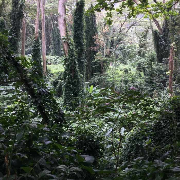 Near Manoa Falls Trail