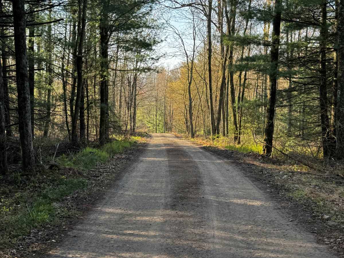 Bailer Run Trail photo 2