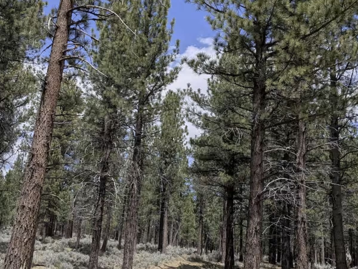 Taylor Creek - FS 24S43 photo 5
