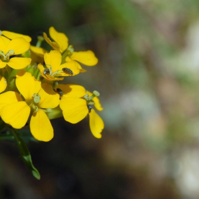 Near Dog Mountain Hiking Loop Near Dog Mountain Hiking Loop