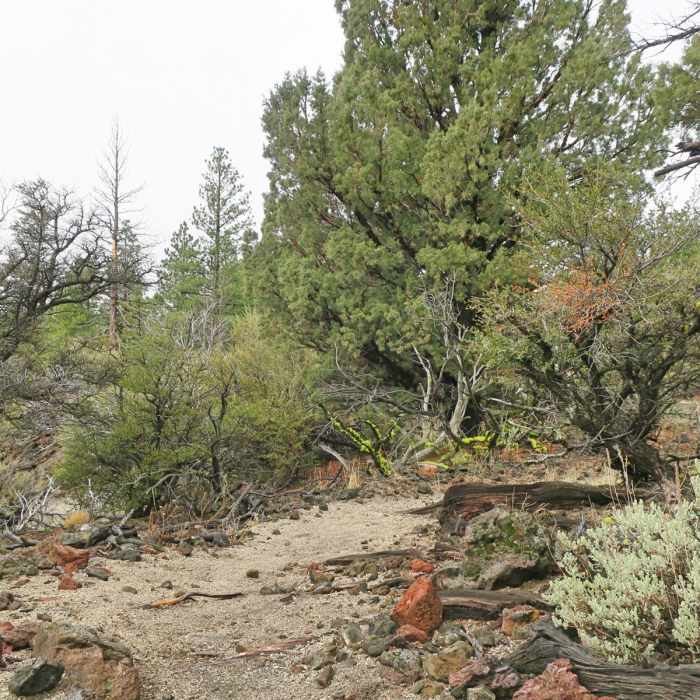 Near Big Nasty Trail + Hidden Valley