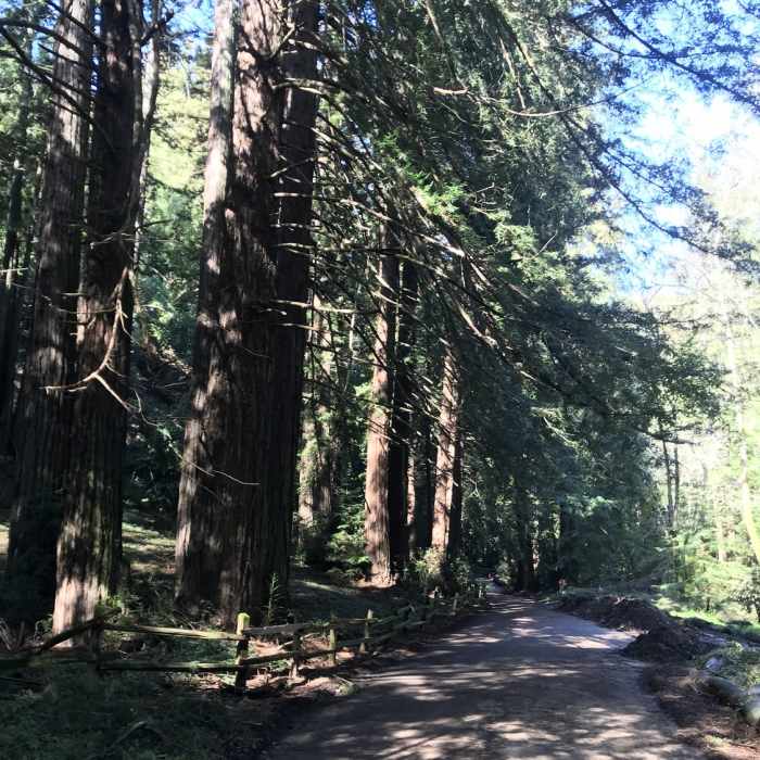 Near Stream Trail Out-and-Back