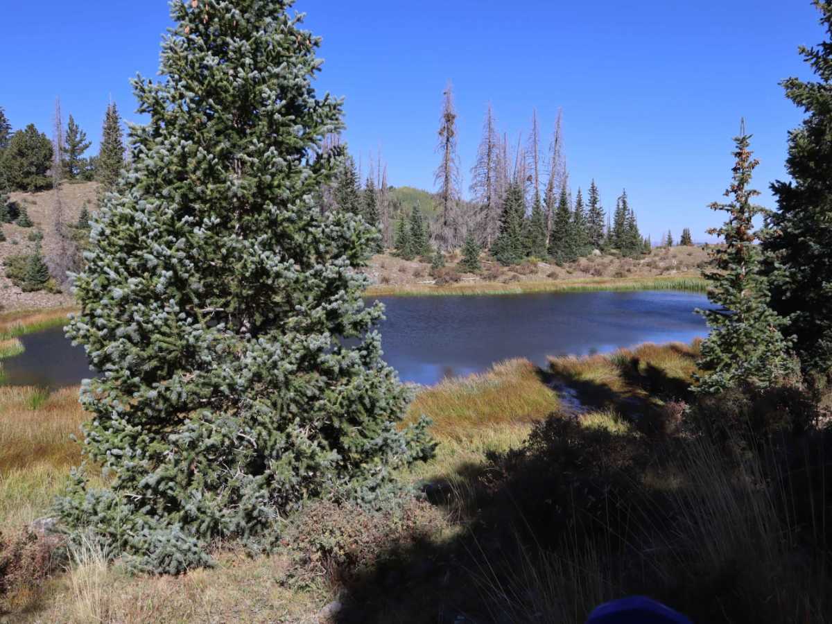 Bennet Creek 1 photo 3