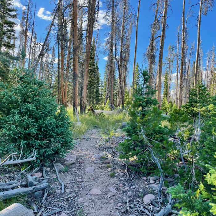 Near Continental Divide Trail: Wyoming Section 1