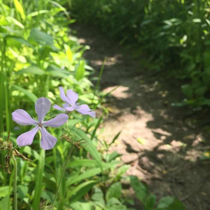 Near Ashton/Clear Creek Natural Surface